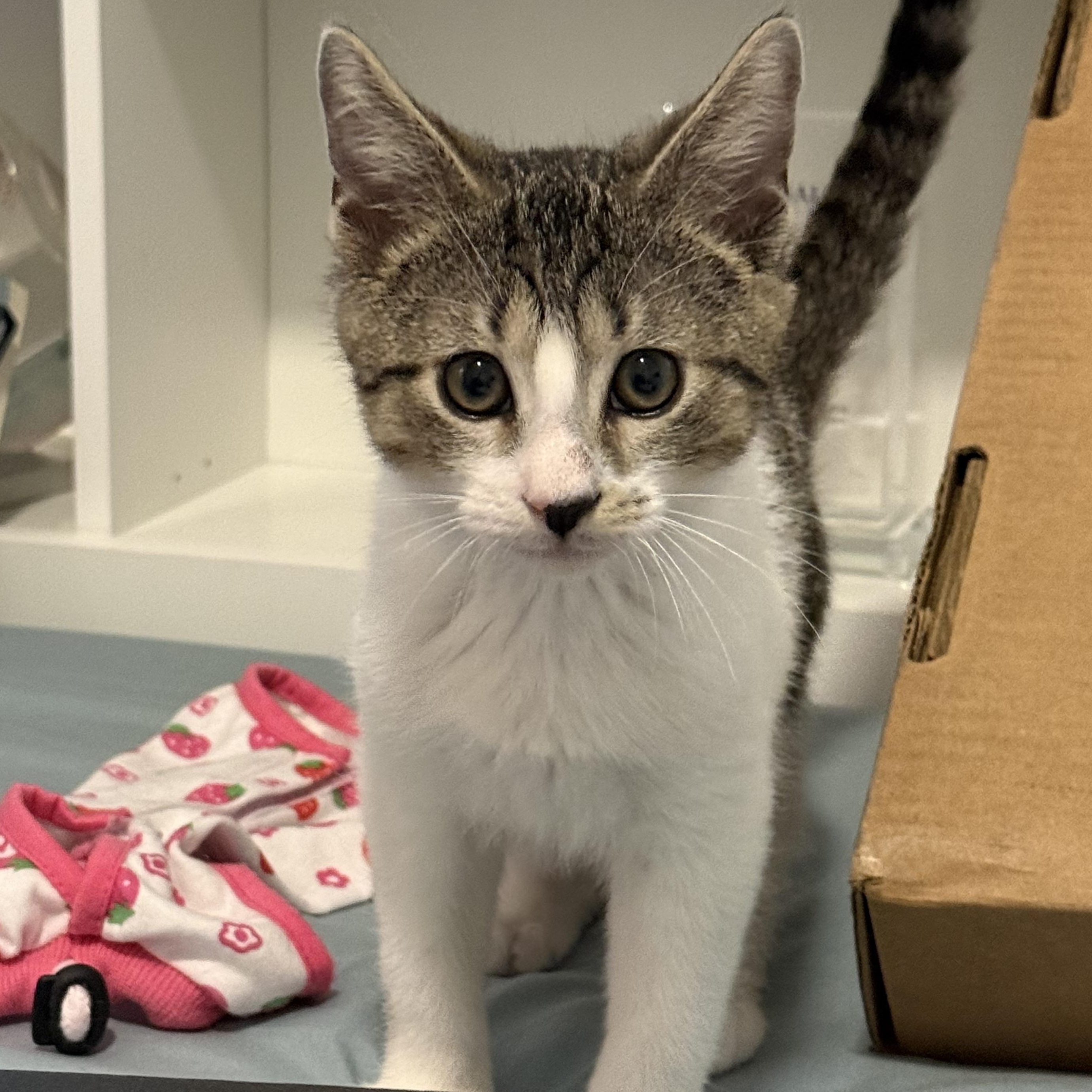 Donut, adoptable, Young Male Domestic Short Hair.