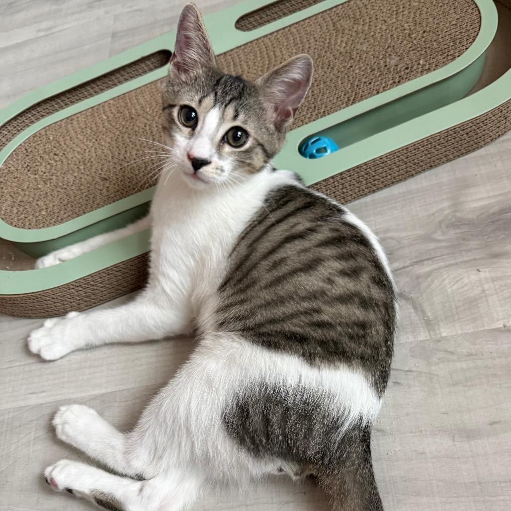 Enlarge Donut, an adopted Domestic Short Hair in Parkland, FL image 3/4