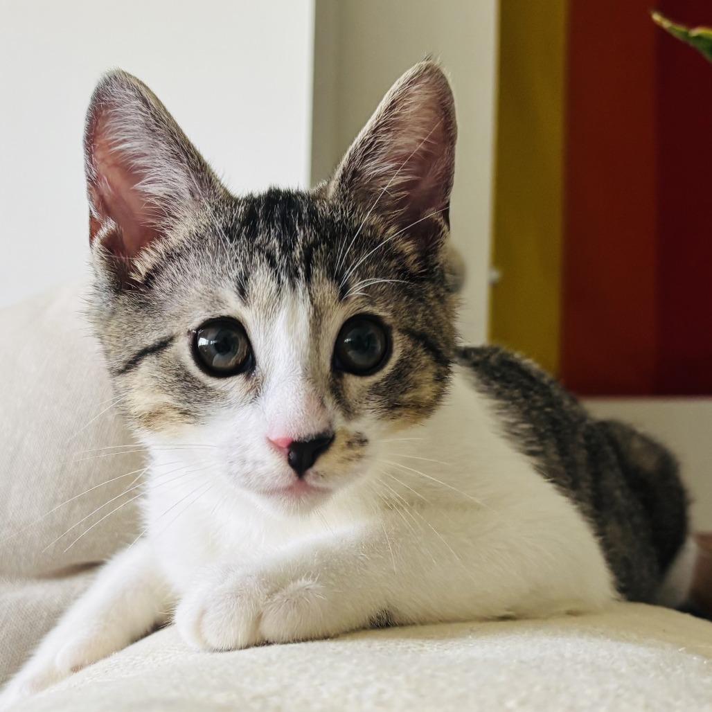 Enlarge Donut, an adopted Domestic Short Hair in Parkland, FL image 1/4