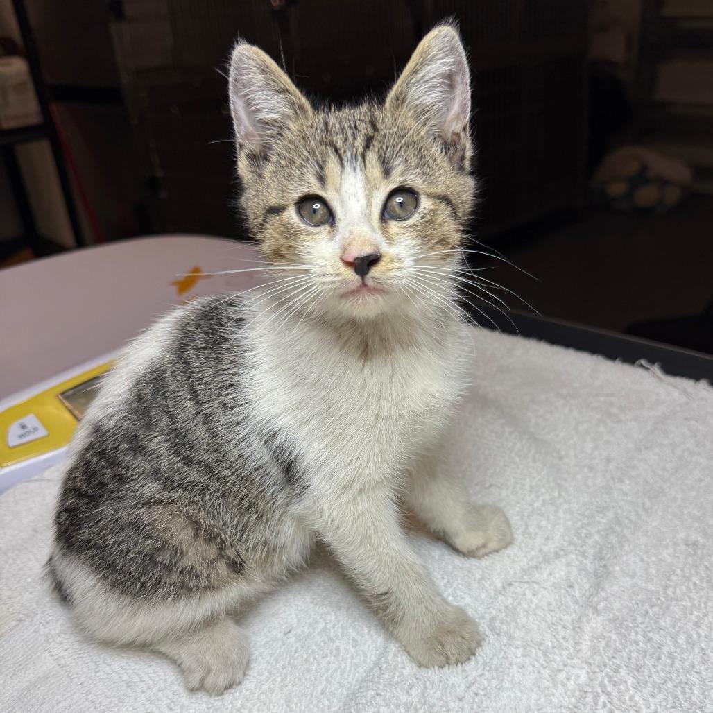 Enlarge Donut, a ADOPTABLE Domestic Short Hair in Parkland, FL image 1/2