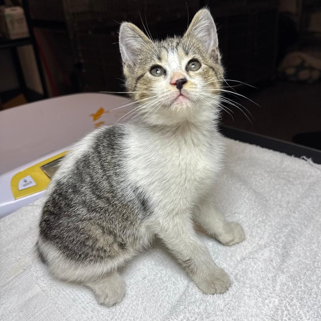 Enlarge Donut, a ADOPTABLE Domestic Short Hair in Parkland, FL image 2/2