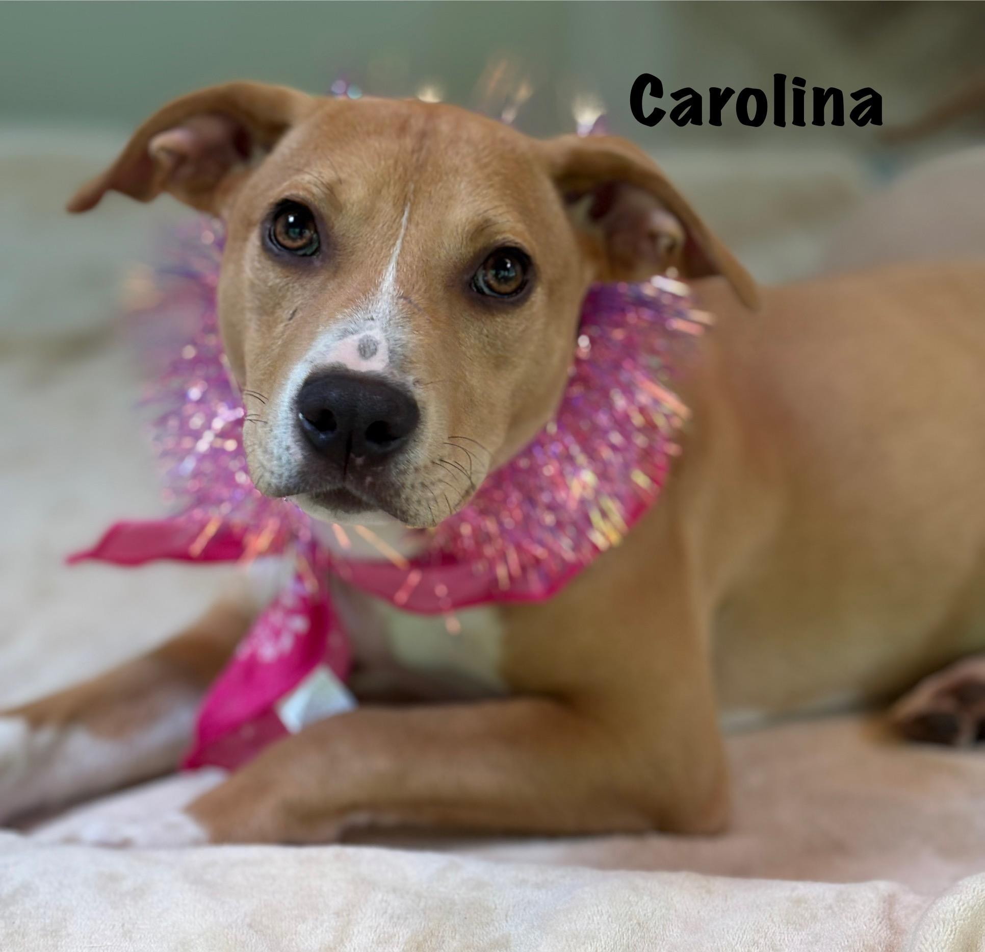 Carolina photo 3