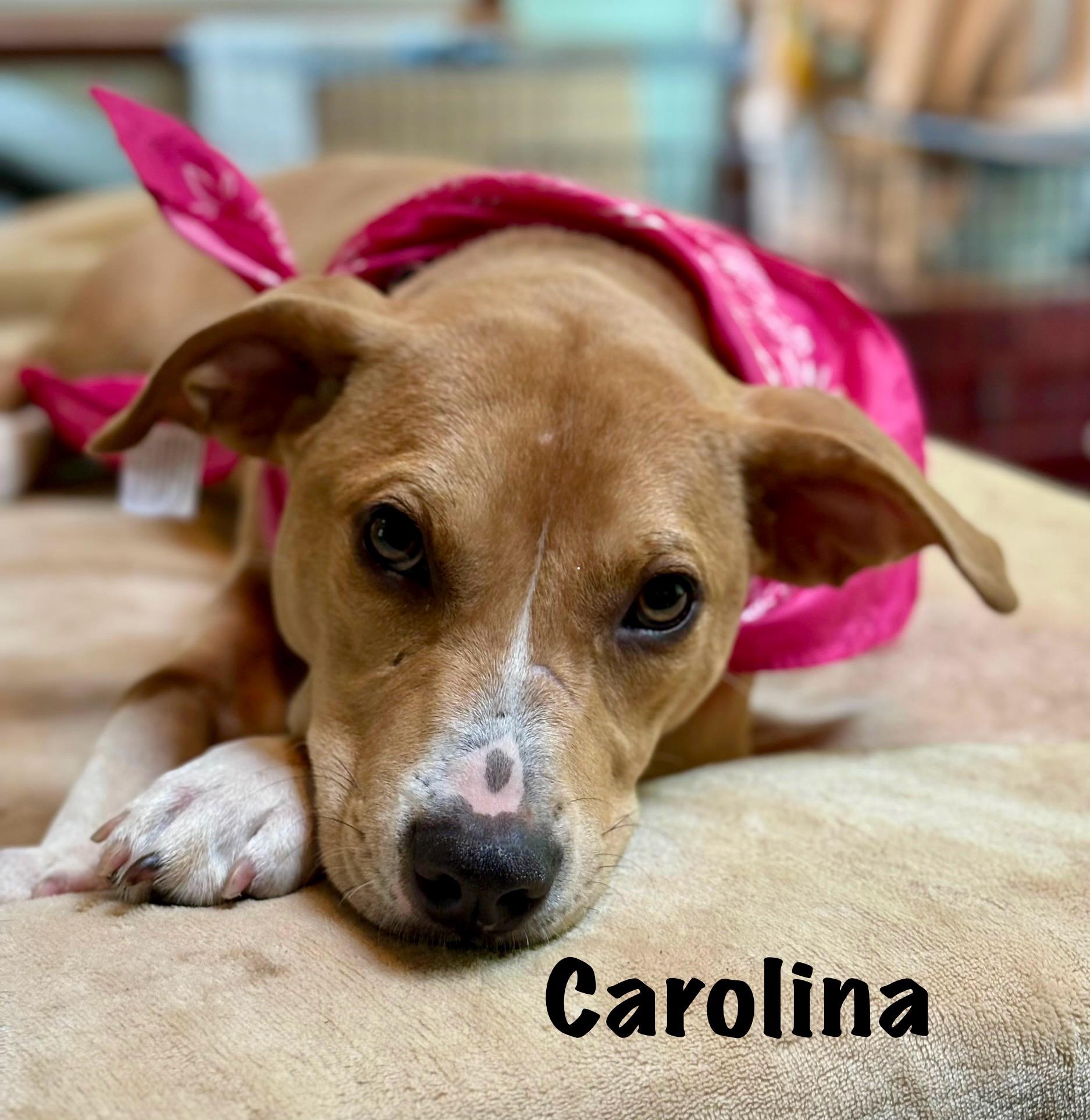 Carolina, Young Female unknown