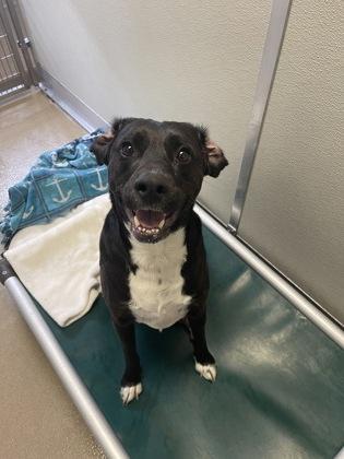 Bates, Adoptable, Puppy Male Hound & Mixed Breed.