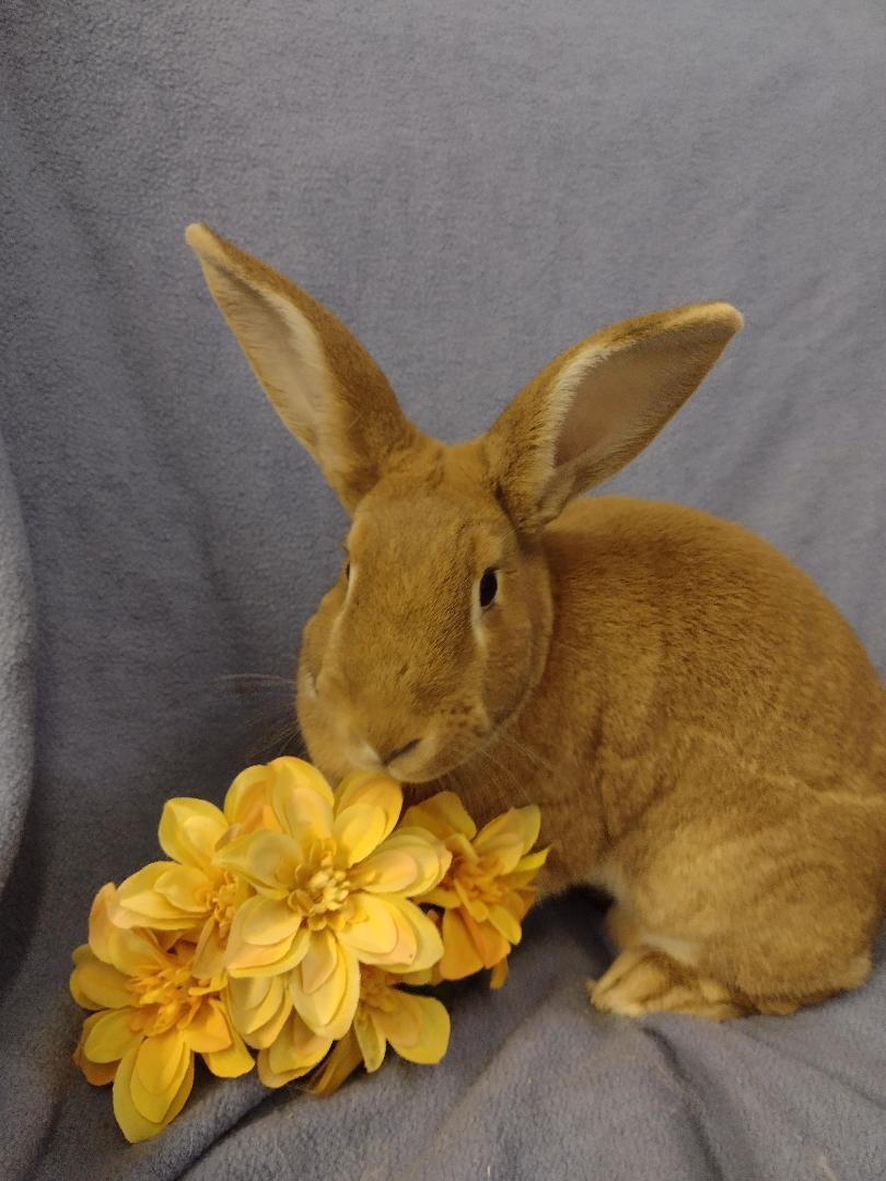 Enlarge Marigold, a Adoptable mixed breed in Plymouth, MI image 1/4