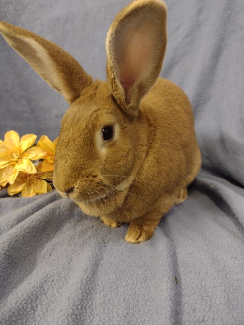 Enlarge Marigold, a Adoptable mixed breed in Plymouth, MI image 2/4