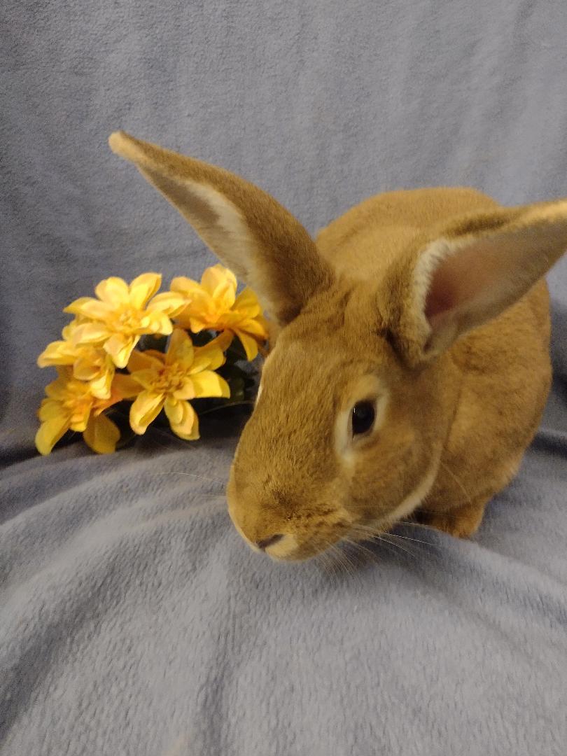 Enlarge Marigold, a Adoptable mixed breed in Plymouth, MI image 3/4