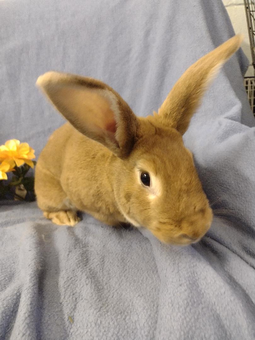 Enlarge Marigold, a Adoptable mixed breed in Plymouth, MI image 4/4