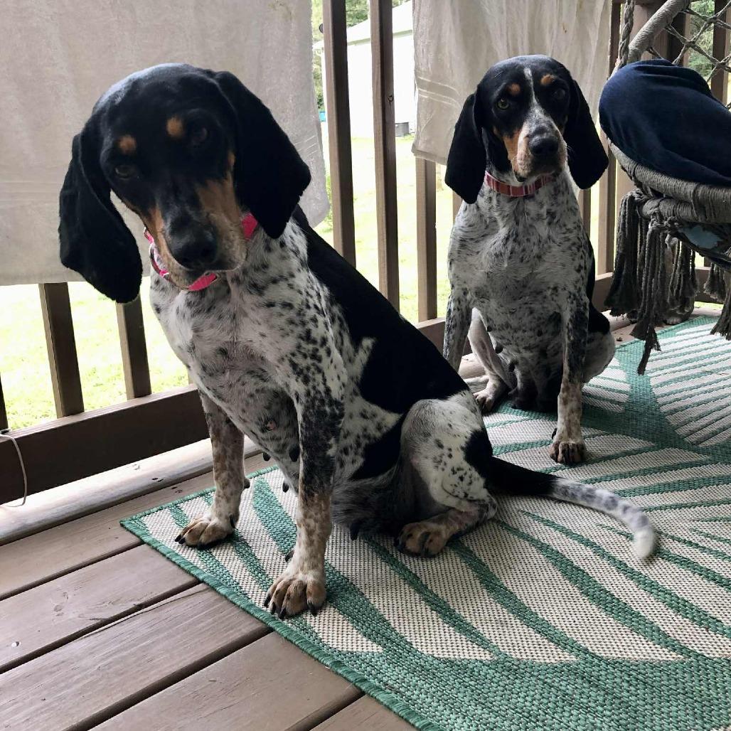 Joplin, Adoptable, Adult Female Bluetick Coonhound.