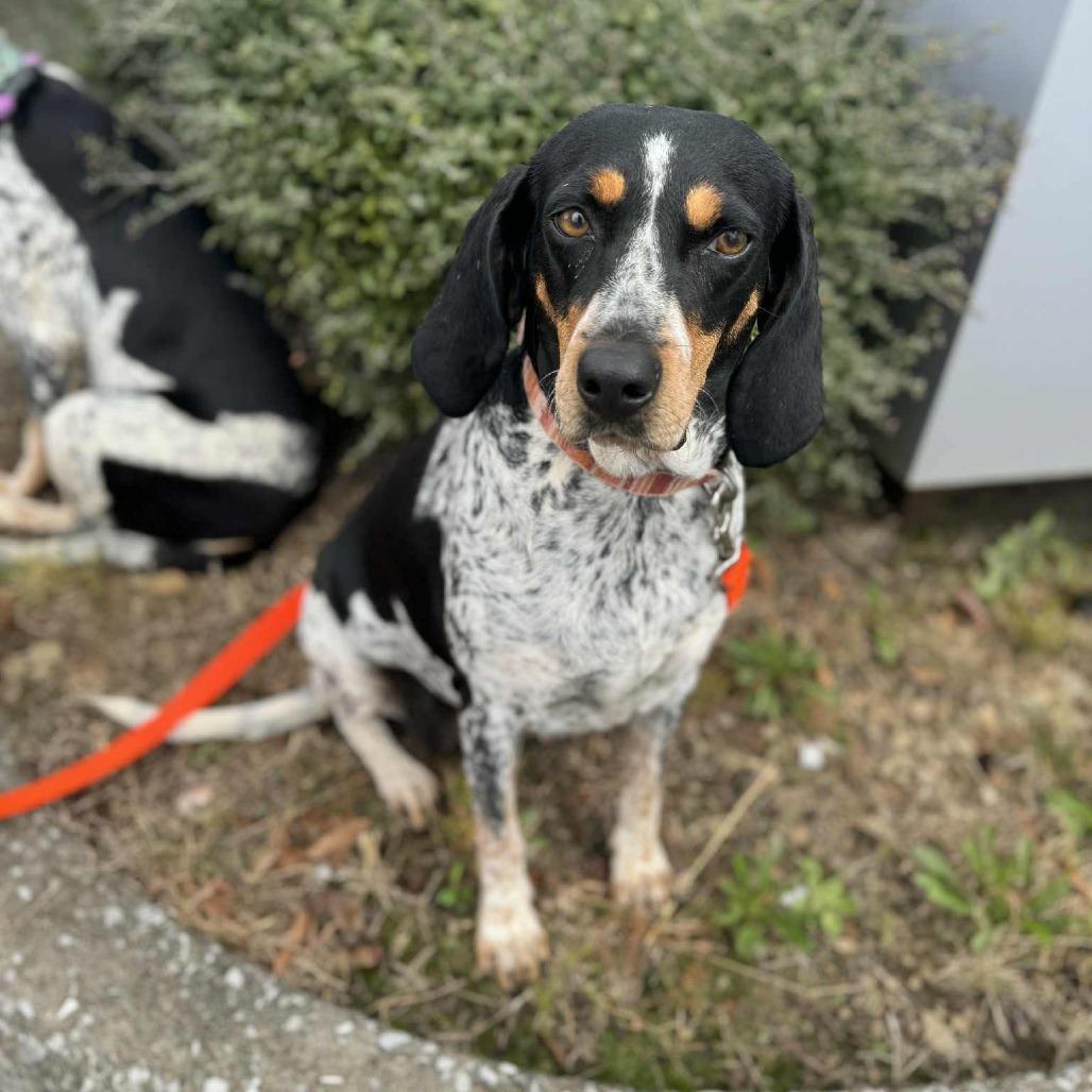 Enlarge Joplin, a Adoptable Bluetick Coonhound in Parrish, AL image 2/6