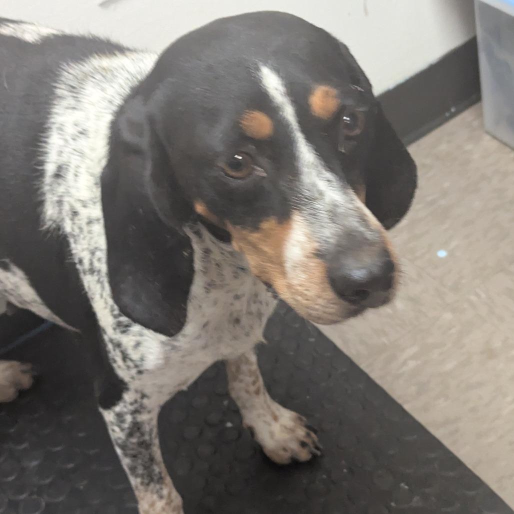 Enlarge Joplin, a Adoptable Bluetick Coonhound in Parrish, AL image 3/6