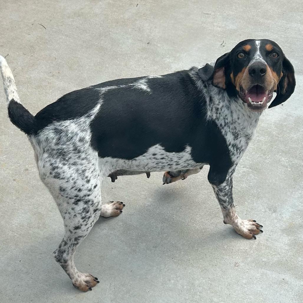 Enlarge Joplin, a Adoptable Bluetick Coonhound in Parrish, AL image 4/6