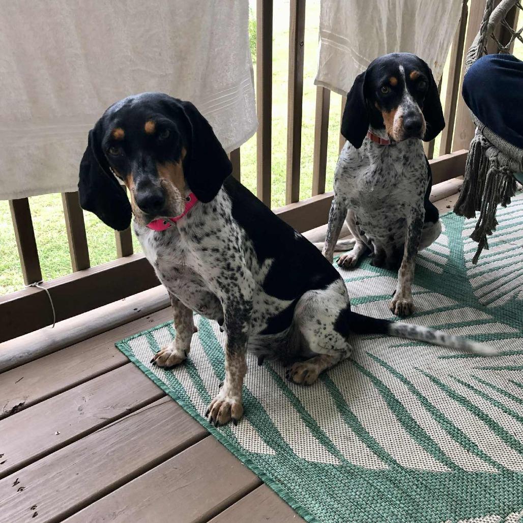 Enlarge Joplin, a Adoptable Bluetick Coonhound in Parrish, AL image 6/6