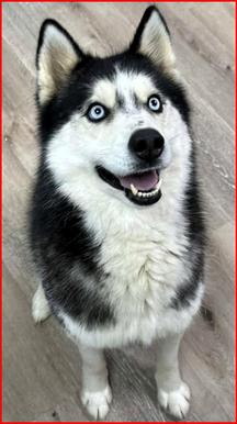 Enlarge Kiba, a ADOPTABLE Husky in Frederick, MD image 3/3