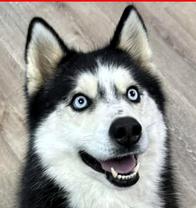 Kiba, ADOPTABLE, Young Male Husky.