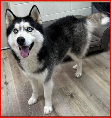 Enlarge Kiba, a ADOPTABLE Husky in Frederick, MD image 2/3