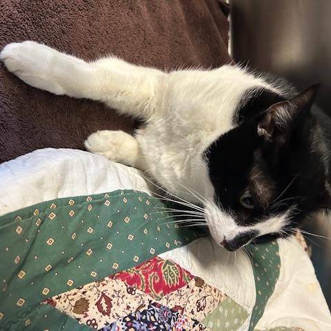 Enlarge Hailey and Herbie, a ADOPTABLE Domestic Short Hair in Stanhope, NJ image 6/6