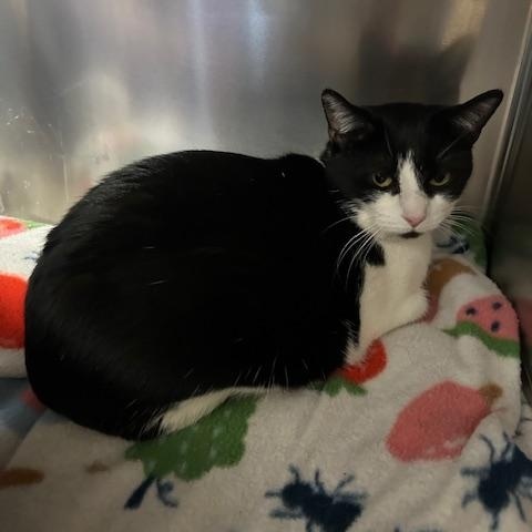 Enlarge Hailey and Herbie, a ADOPTABLE Domestic Short Hair in Stanhope, NJ image 2/6