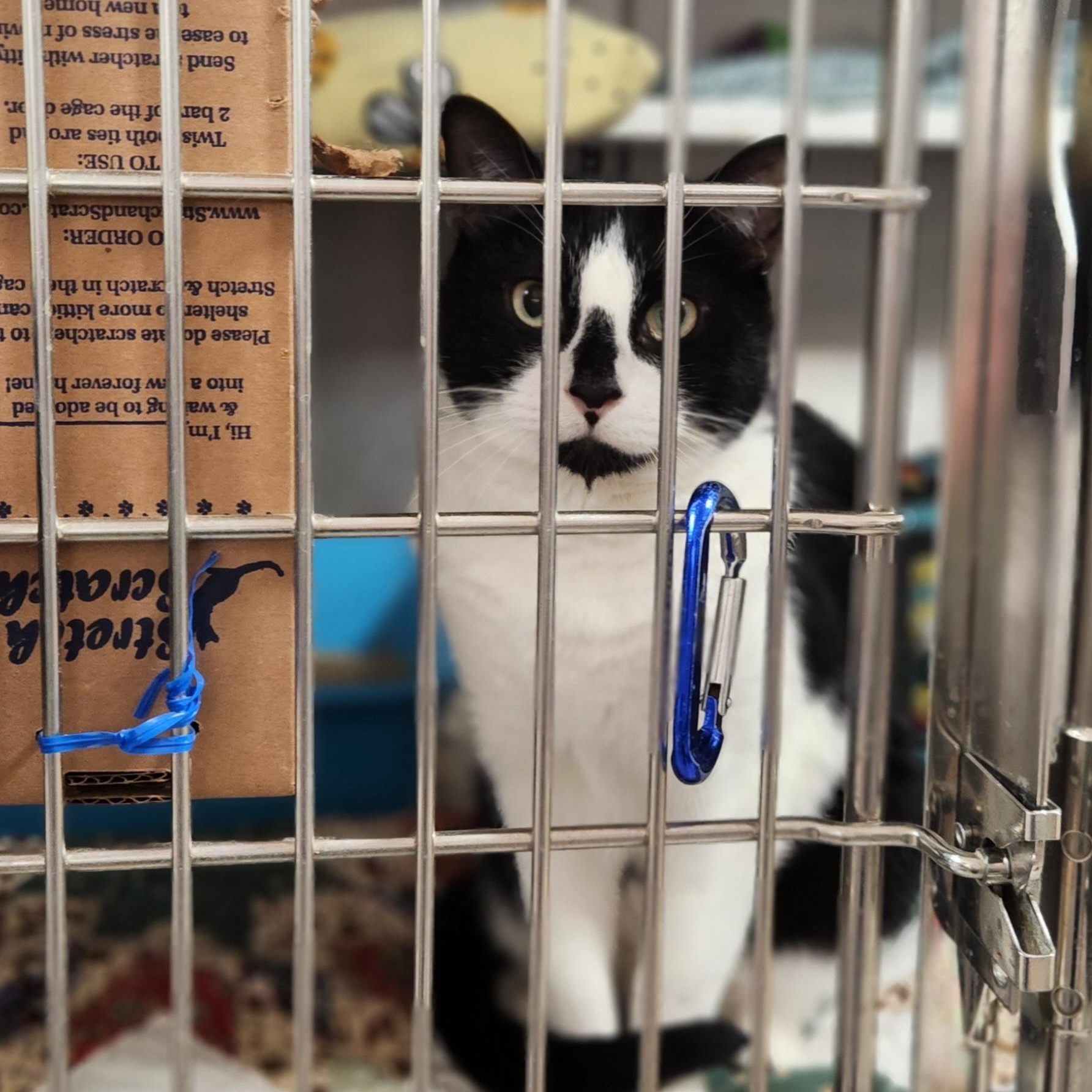 Enlarge Hailey and Herbie, a ADOPTABLE Domestic Short Hair in Stanhope, NJ image 4/6
