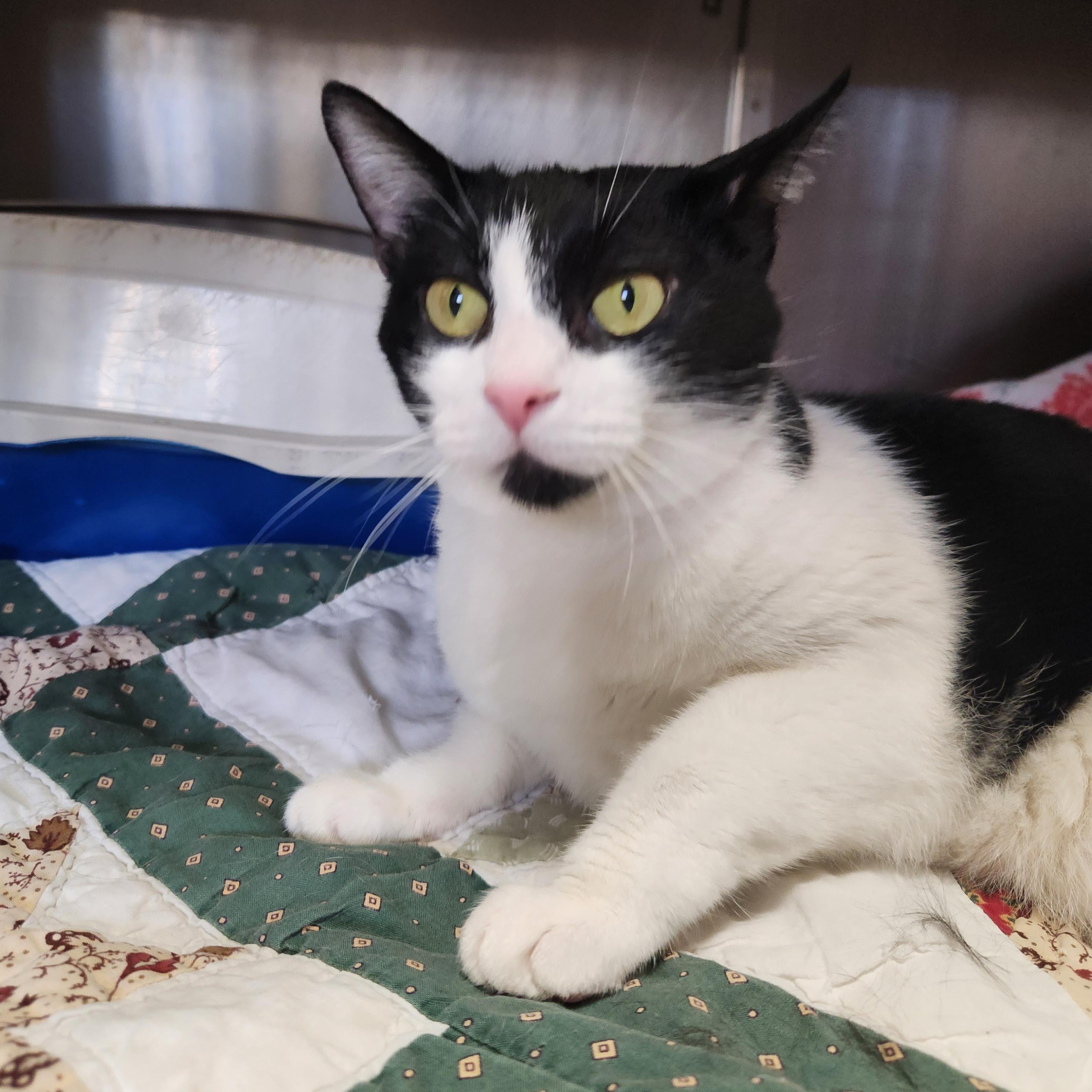 Enlarge Hailey and Herbie, a ADOPTABLE Domestic Short Hair in Stanhope, NJ image 2/6