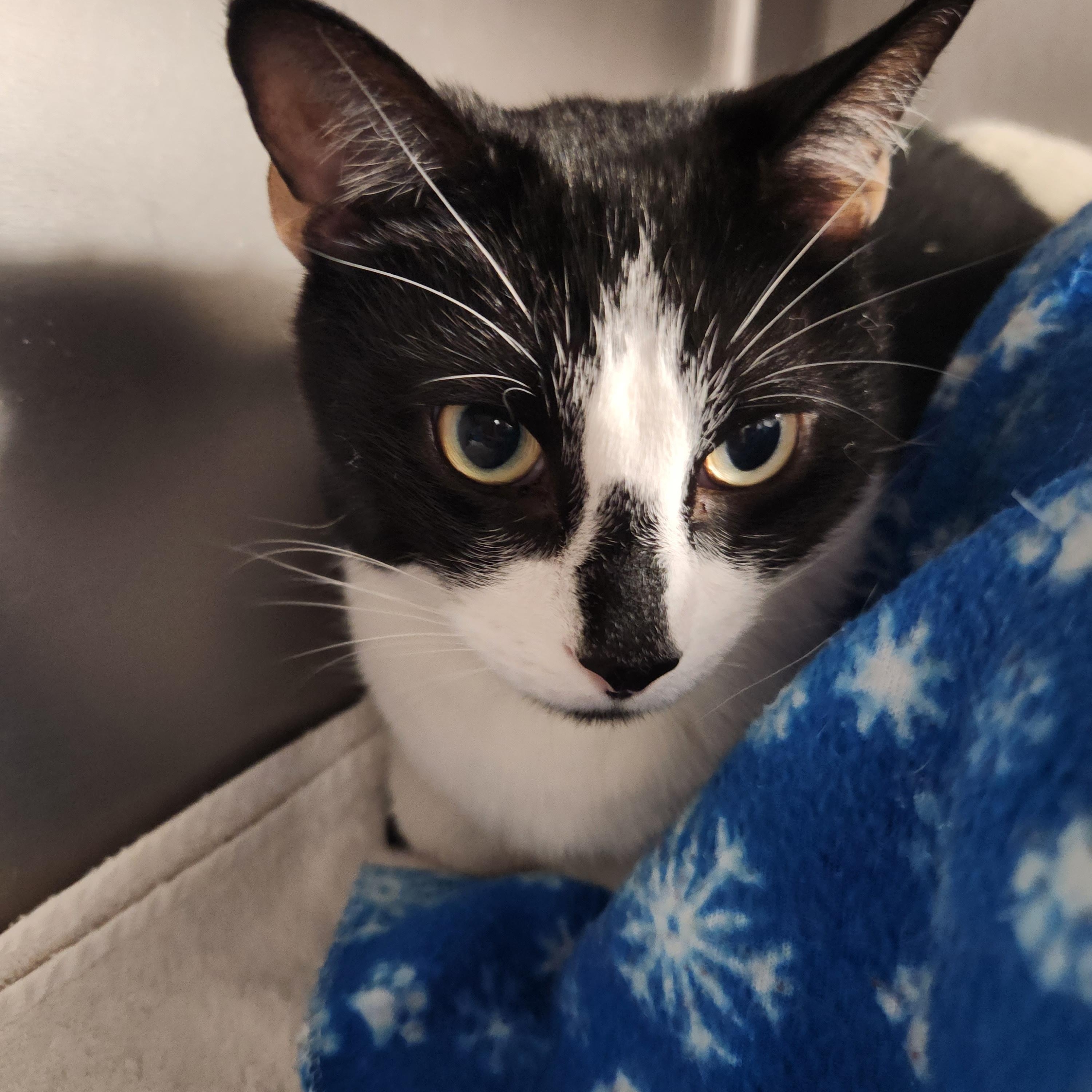 Enlarge Hailey and Herbie, a ADOPTABLE Domestic Short Hair in Stanhope, NJ image 1/6