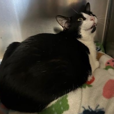 Enlarge Hailey and Herbie, a ADOPTABLE Domestic Short Hair in Stanhope, NJ image 3/6