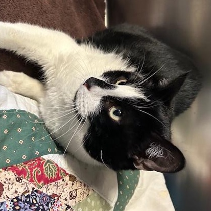 Enlarge Hailey and Herbie, a ADOPTABLE Domestic Short Hair in Stanhope, NJ image 1/6