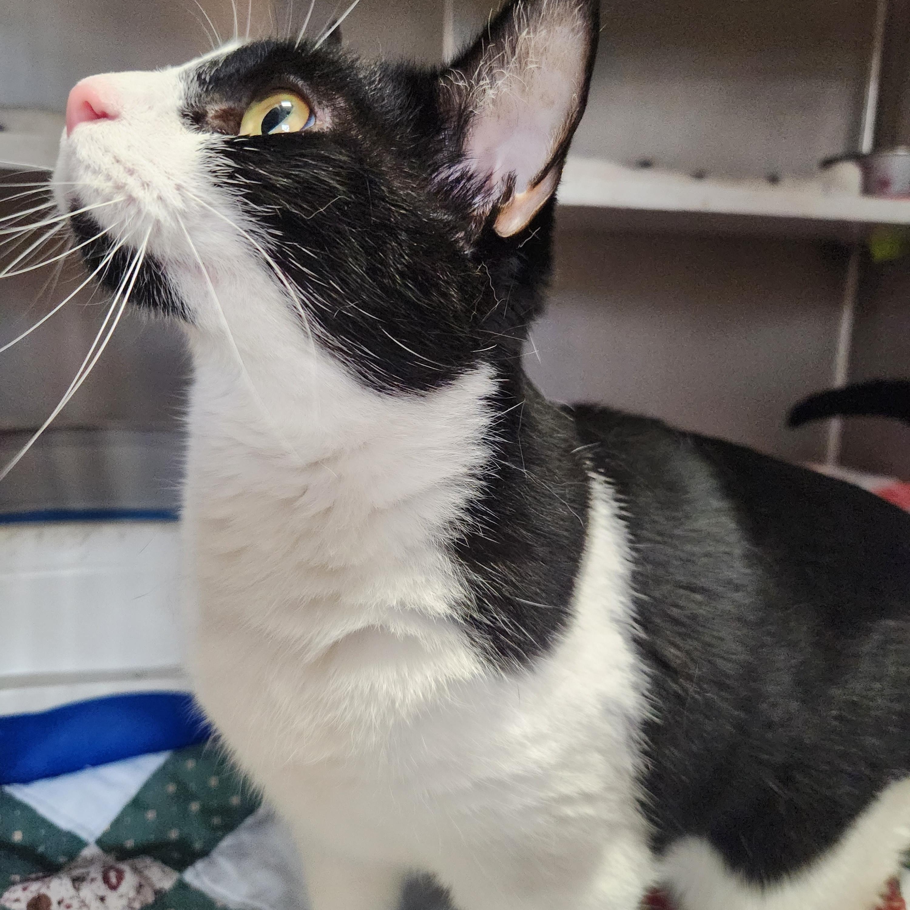 Enlarge Hailey and Herbie, a ADOPTABLE Domestic Short Hair in Stanhope, NJ image 3/6
