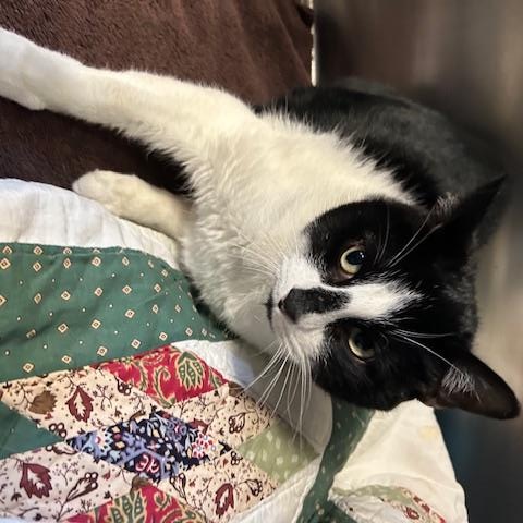 Enlarge Hailey and Herbie, a ADOPTABLE Domestic Short Hair in Stanhope, NJ image 4/6