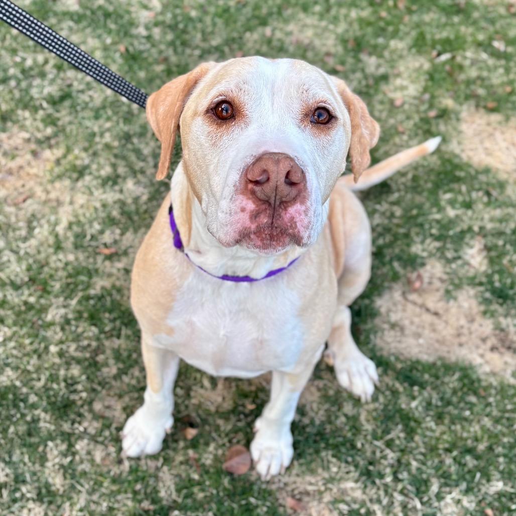 Hank Williams, Adoptable, Senior Male Pit Bull Terrier & Labrador Retriever.