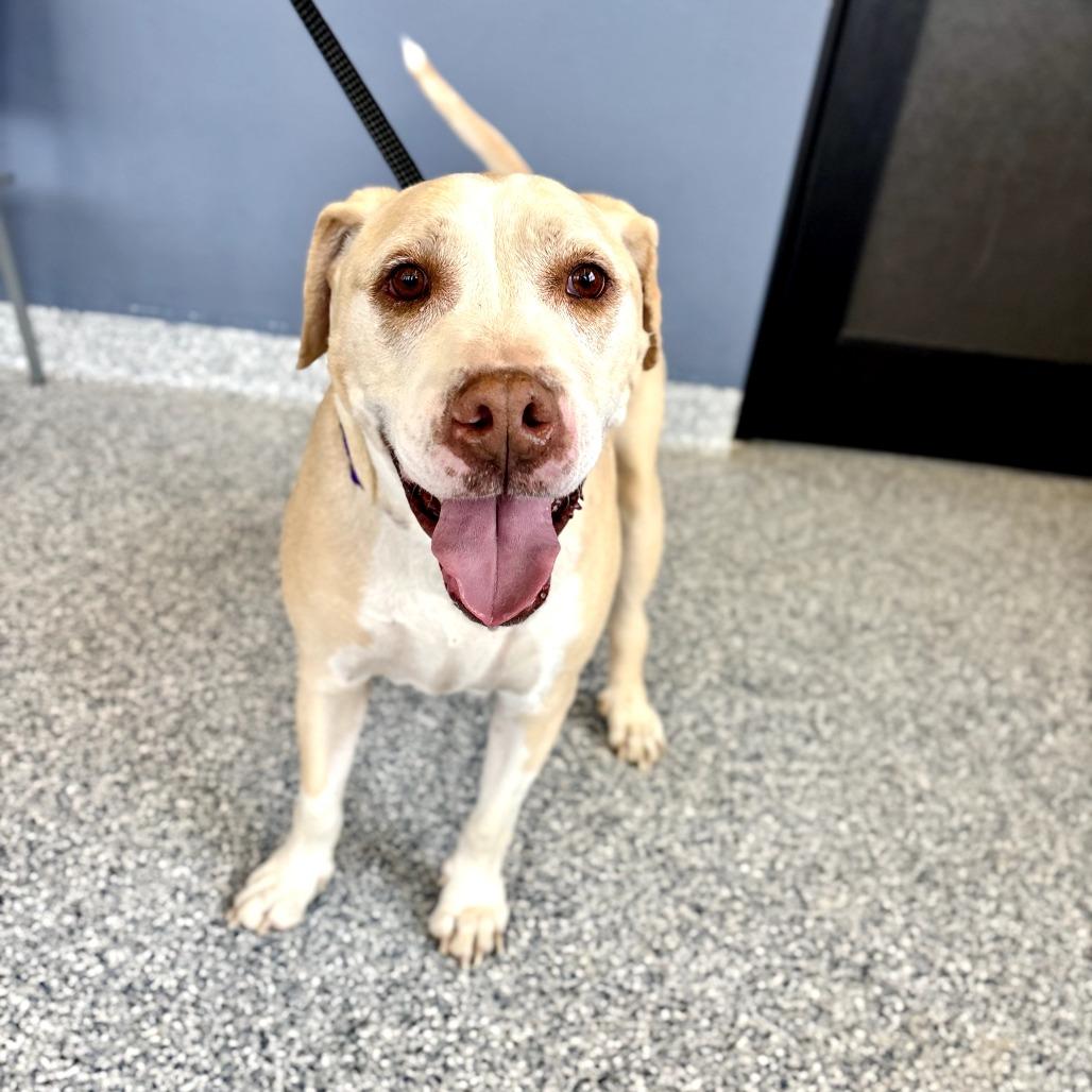 Enlarge Hank Williams, a Adoptable mixed breed in Great Falls, MT image 1/1