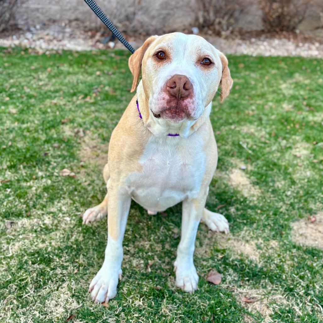 Enlarge Hank Williams, a Adoptable mixed breed in Great Falls, MT image 2/2