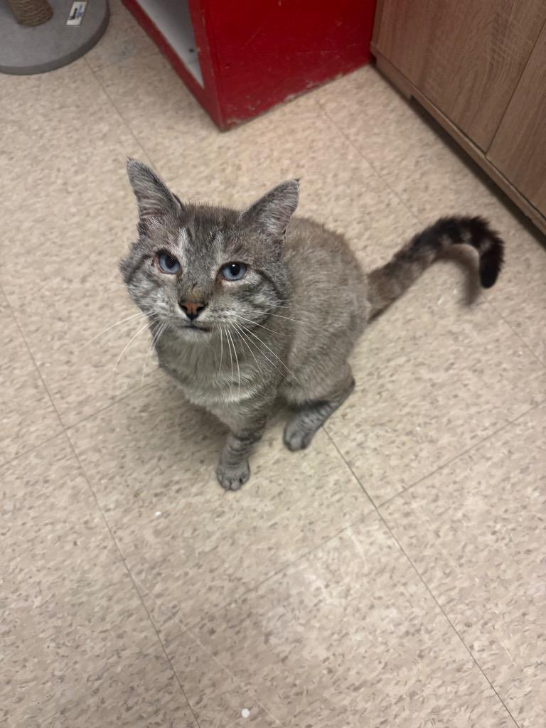 Enlarge William Wallace, a Adoptable mixed breed in Heber City, UT image 1/1