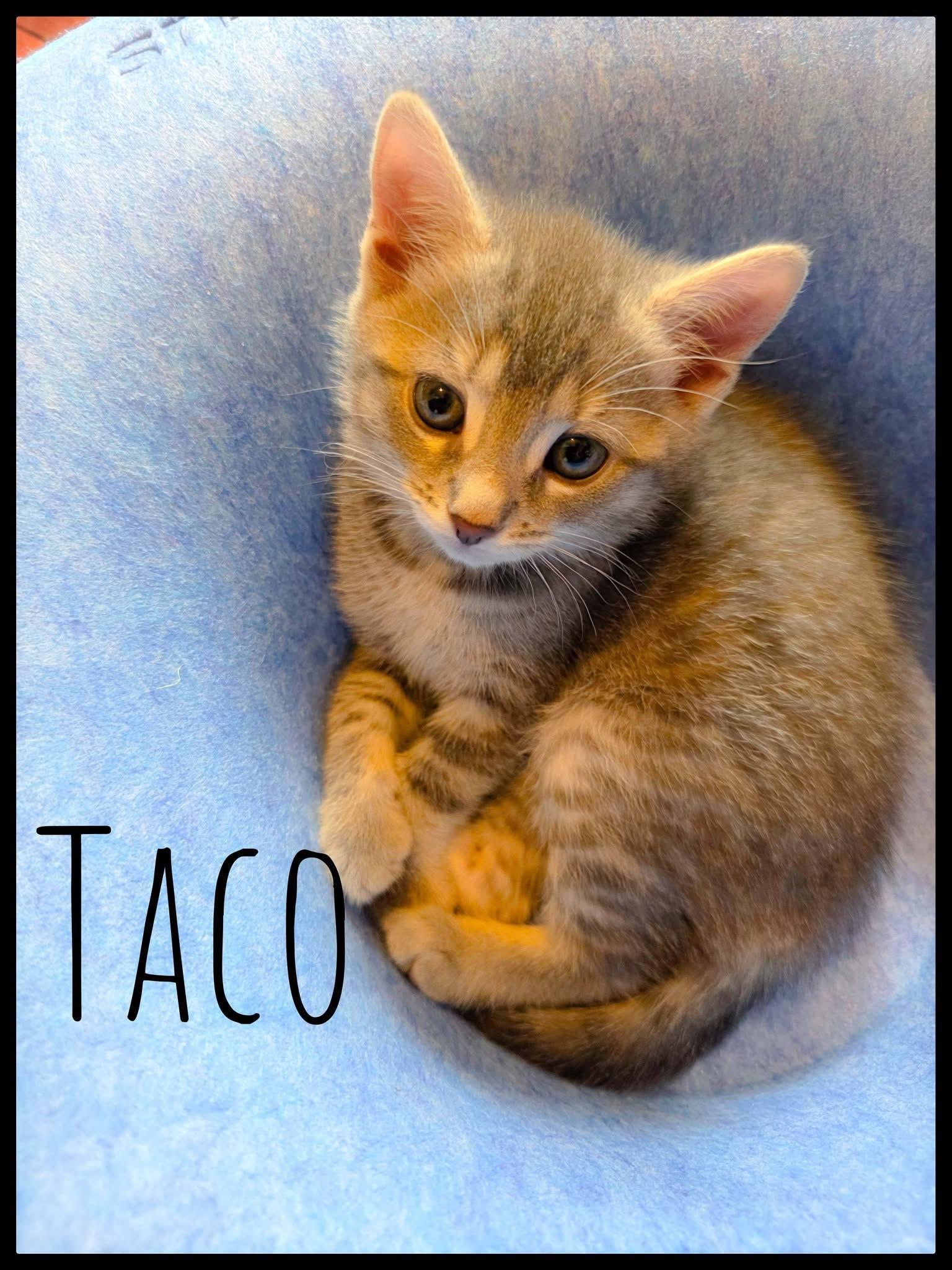 Enlarge Taco kitten , a ADOPTABLE Domestic Short Hair in Enfield, CT image 1/1