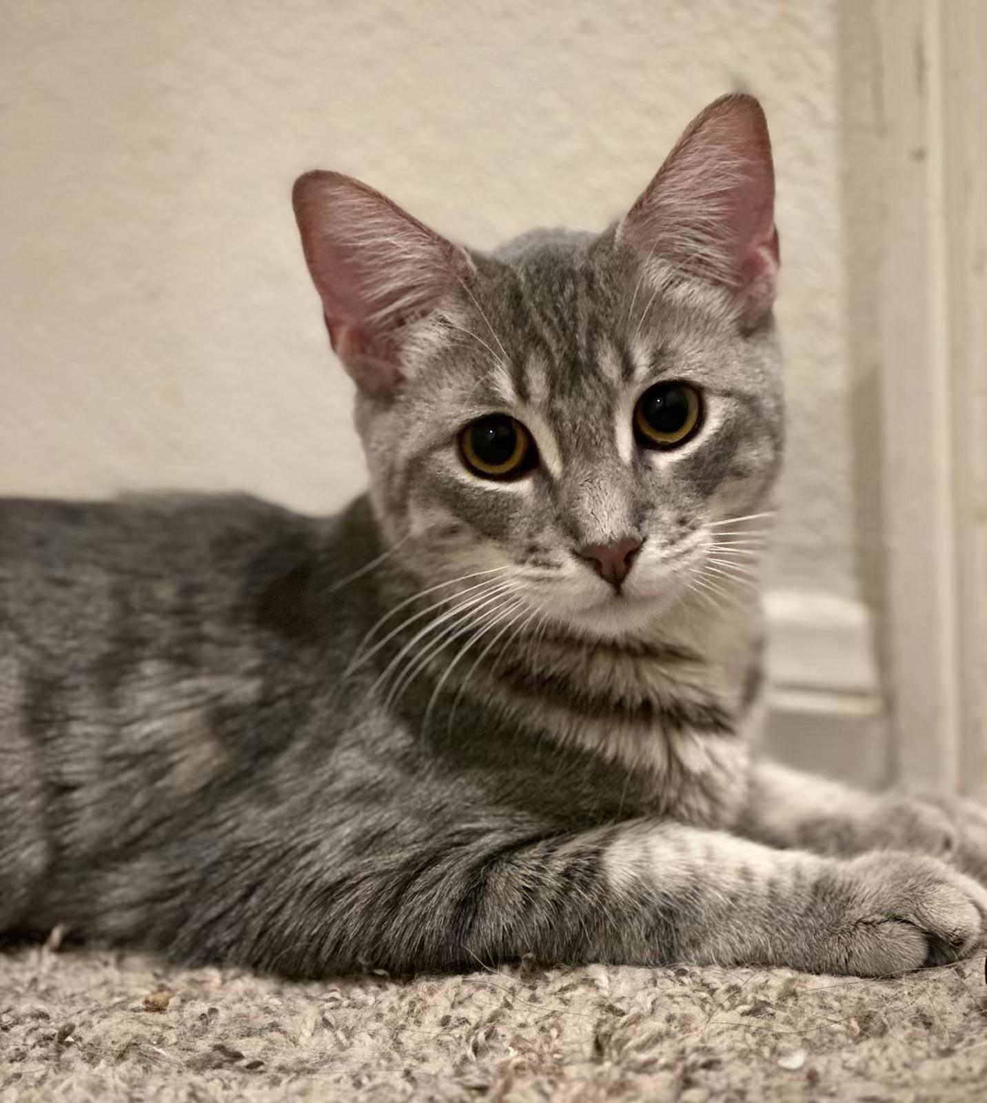 Enlarge Joey, a Adoptable mixed breed in Mission Viejo, CA image 1/2