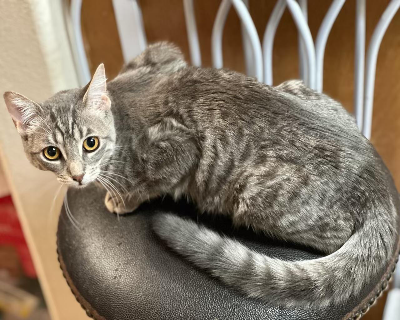 Enlarge Joey, a Adoptable mixed breed in Mission Viejo, CA image 2/2