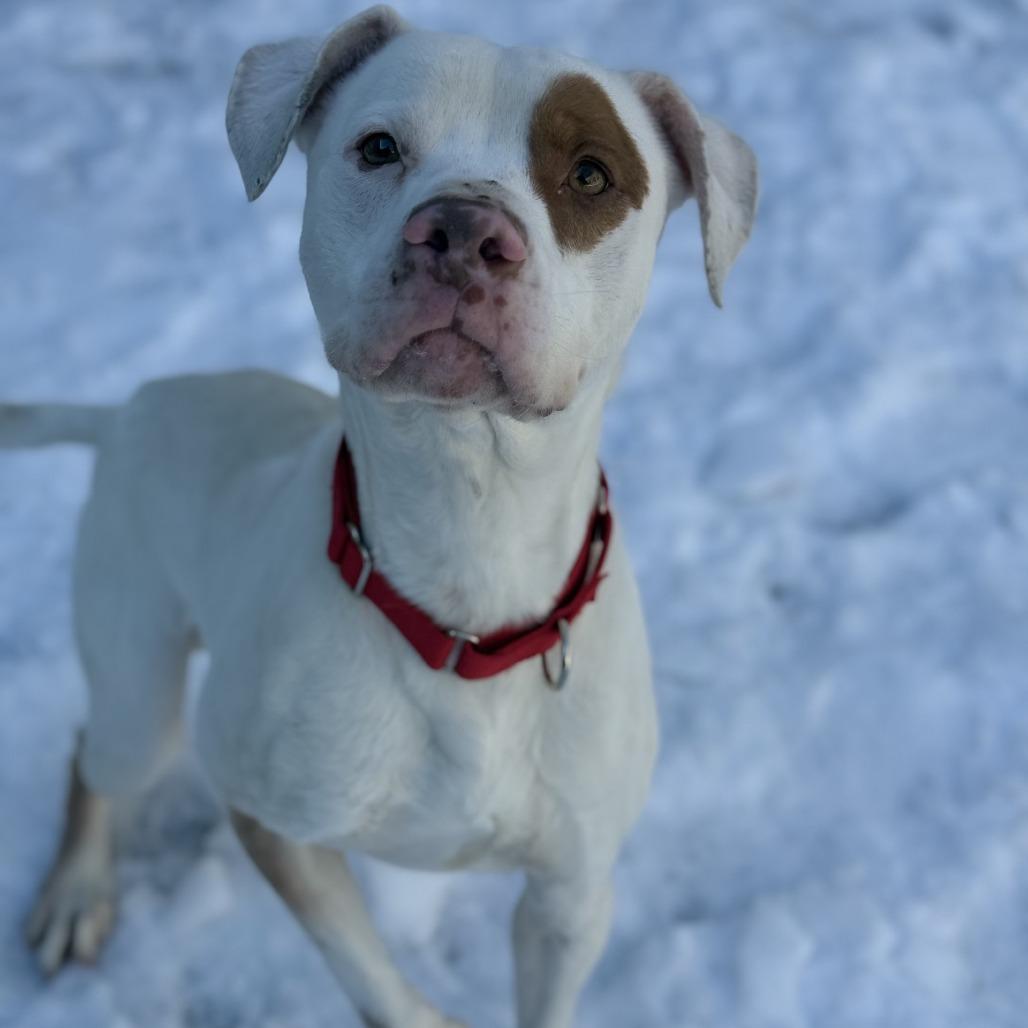 Vern, Adoptable, Senior Male Pit Bull Terrier.