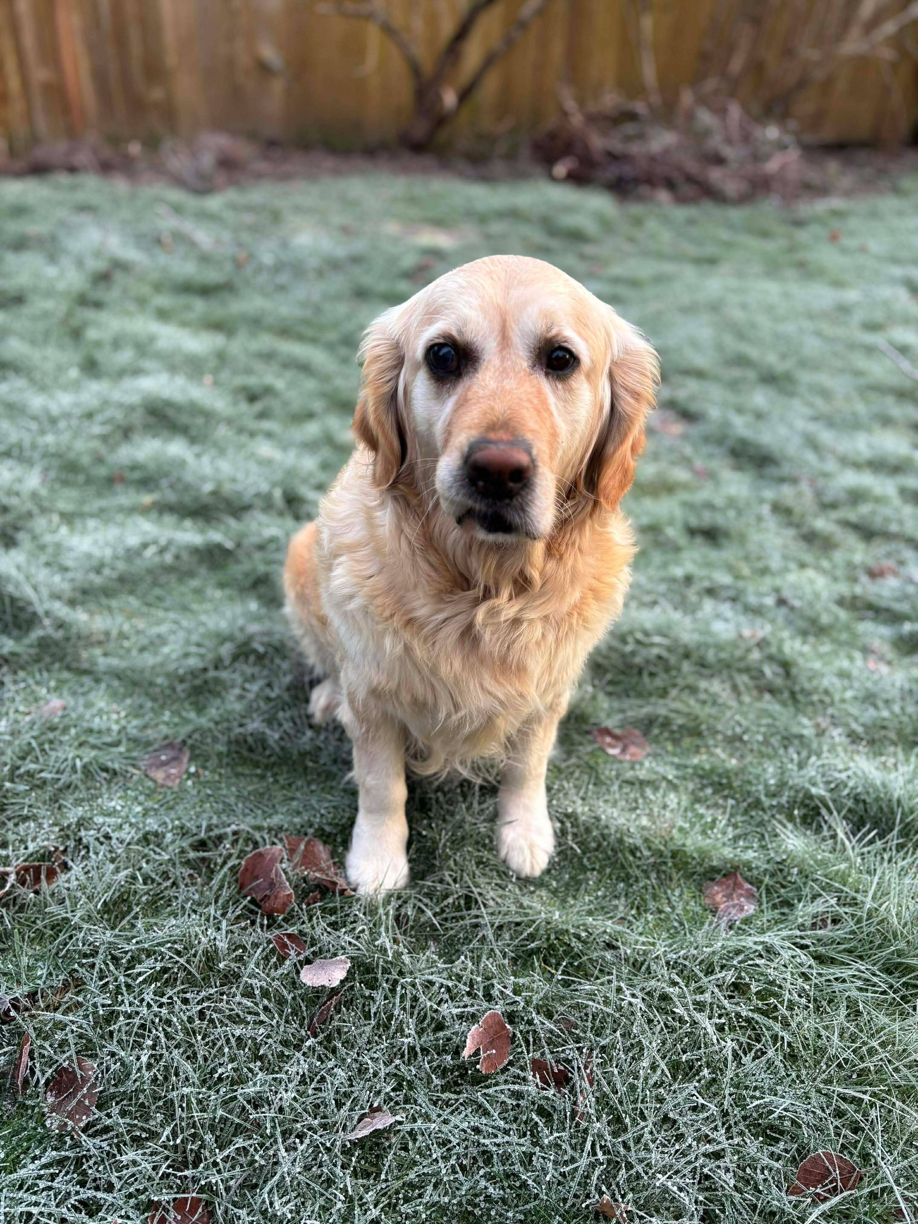 Enlarge Indy, an adopted Golden Retriever in Bellingham, WA image 3/5