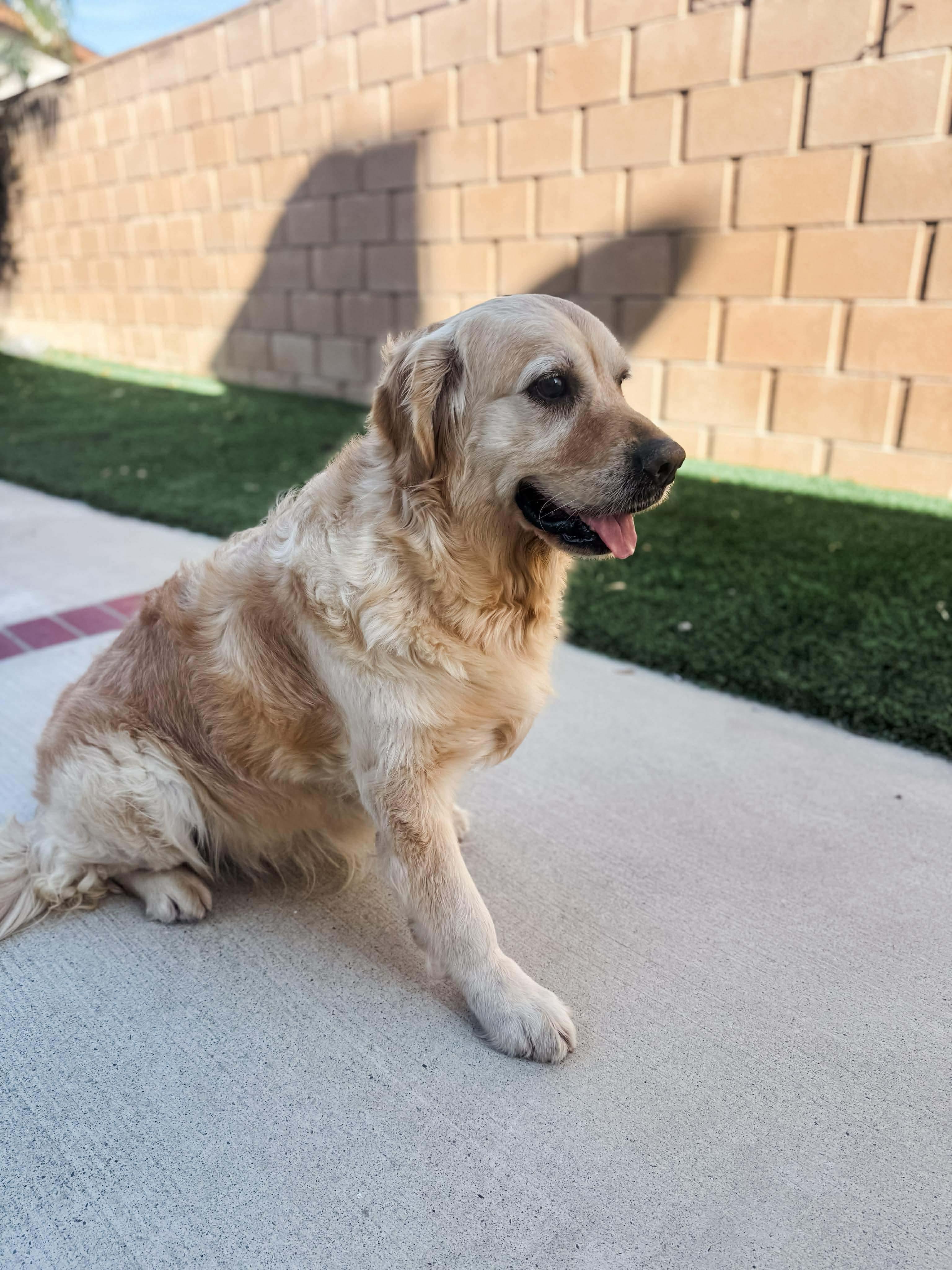 Enlarge Indy, an adopted Golden Retriever in Bellingham, WA image 4/5