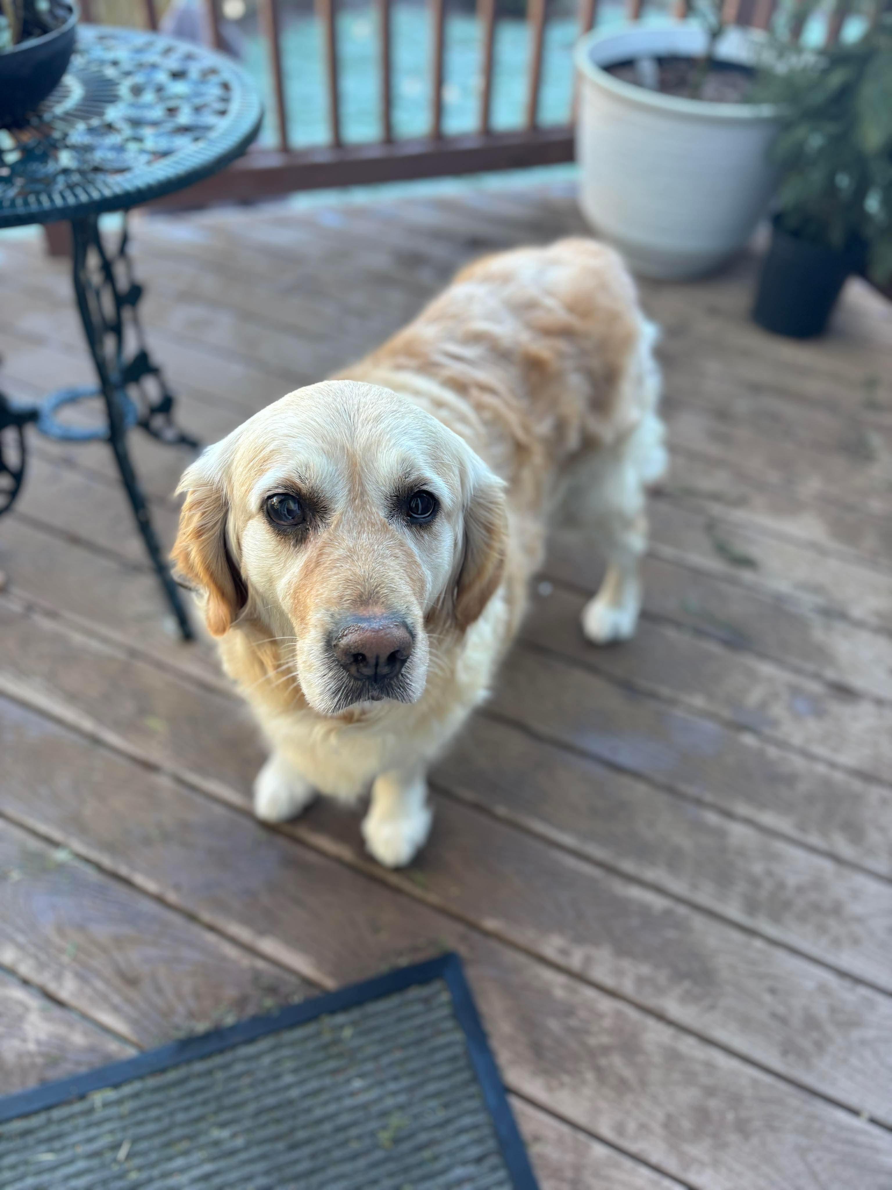 Enlarge Indy, an adopted Golden Retriever in Bellingham, WA image 5/5