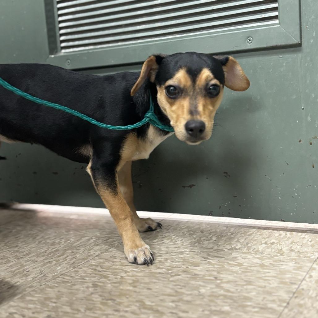 Enlarge DOG 02/18/2026, a Adoptable mixed breed in Bullhead City, AZ image 1/1