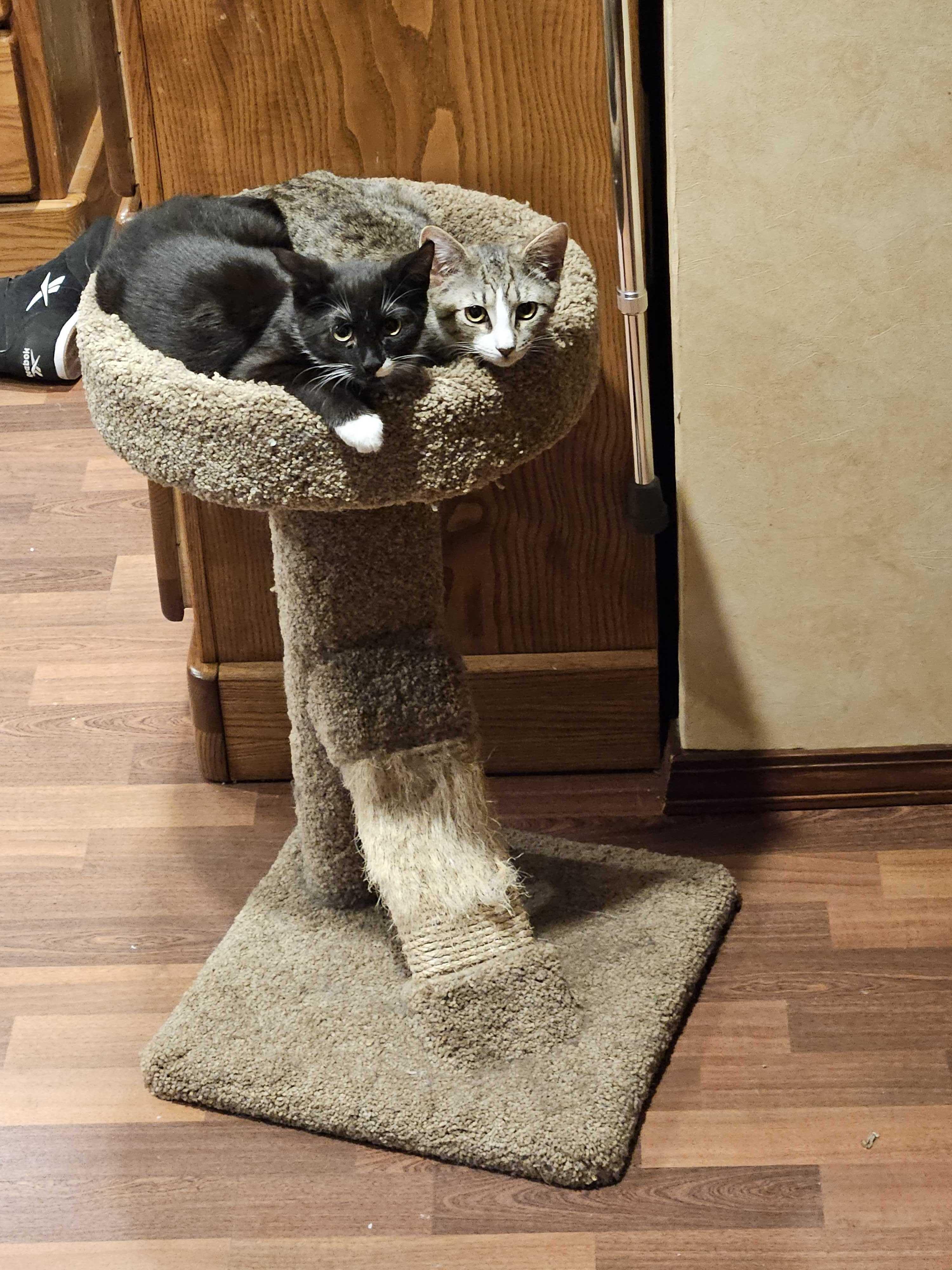 Enlarge Breaker (Bonded to Electrocutie), a ADOPTABLE Domestic Short Hair in Long Island City, NY image 3/6