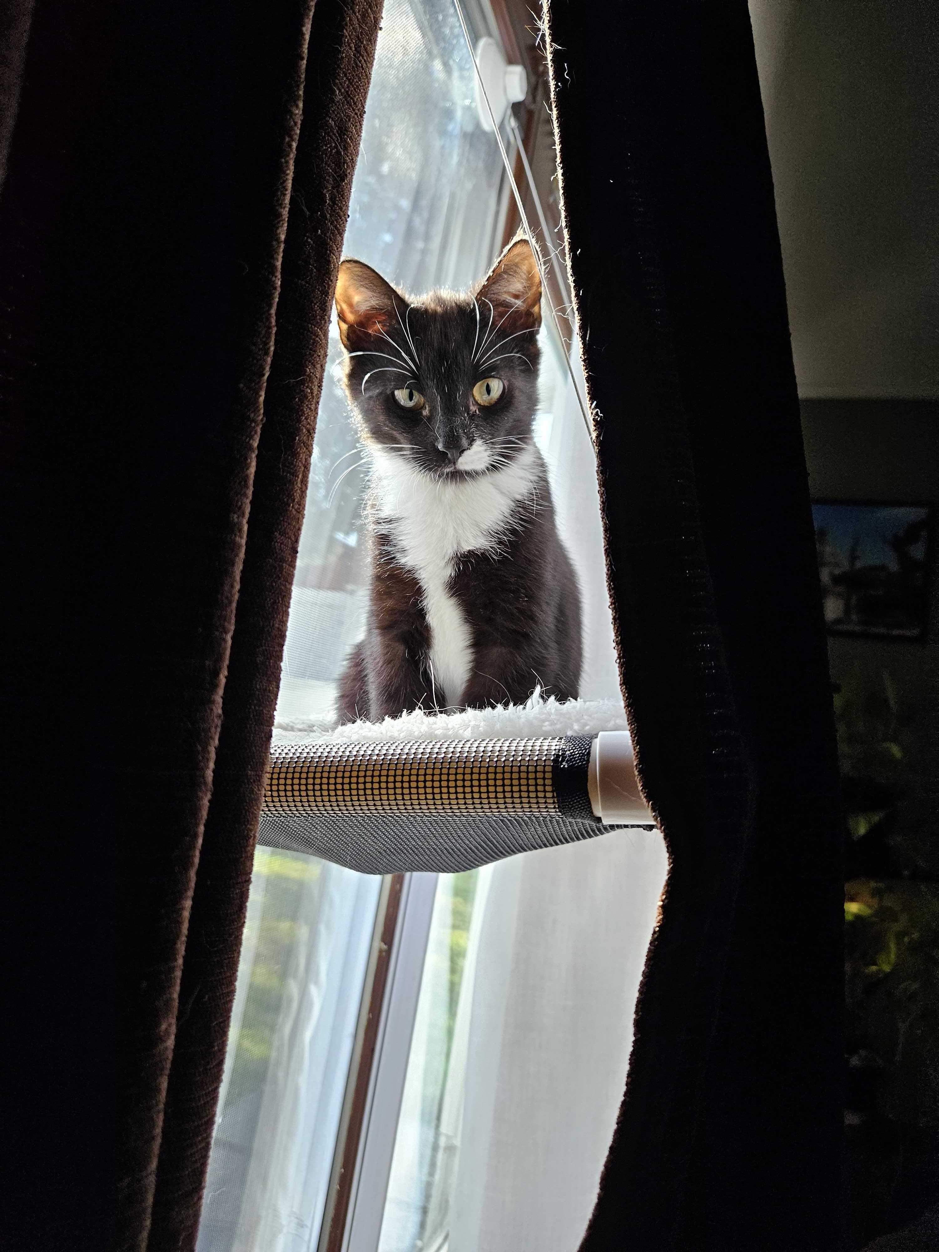 Enlarge Breaker (Bonded to Electrocutie), a ADOPTABLE Domestic Short Hair in Long Island City, NY image 1/6