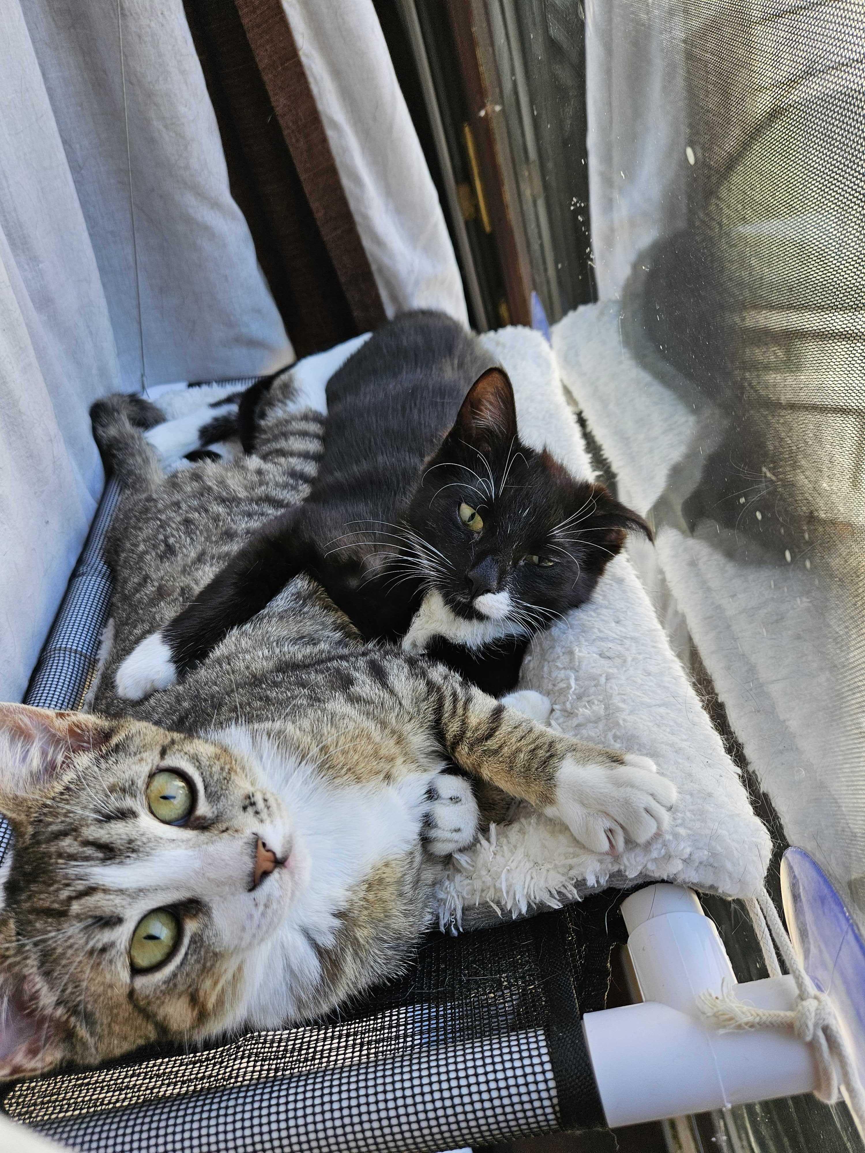 Enlarge Breaker (Bonded to Electrocutie), a ADOPTABLE Domestic Short Hair in Long Island City, NY image 4/6
