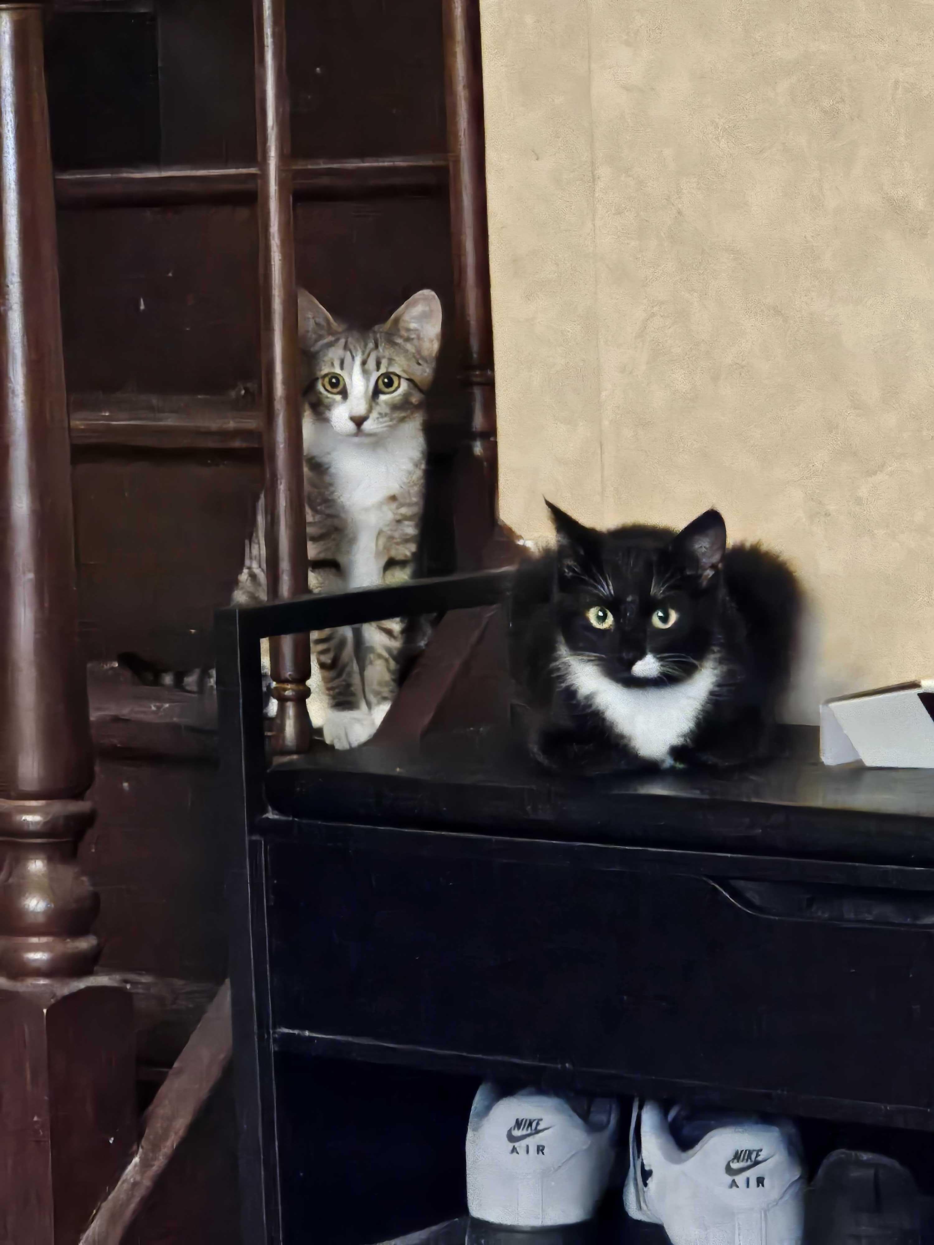 Enlarge Breaker (Bonded to Electrocutie), a ADOPTABLE Domestic Short Hair in Long Island City, NY image 5/6