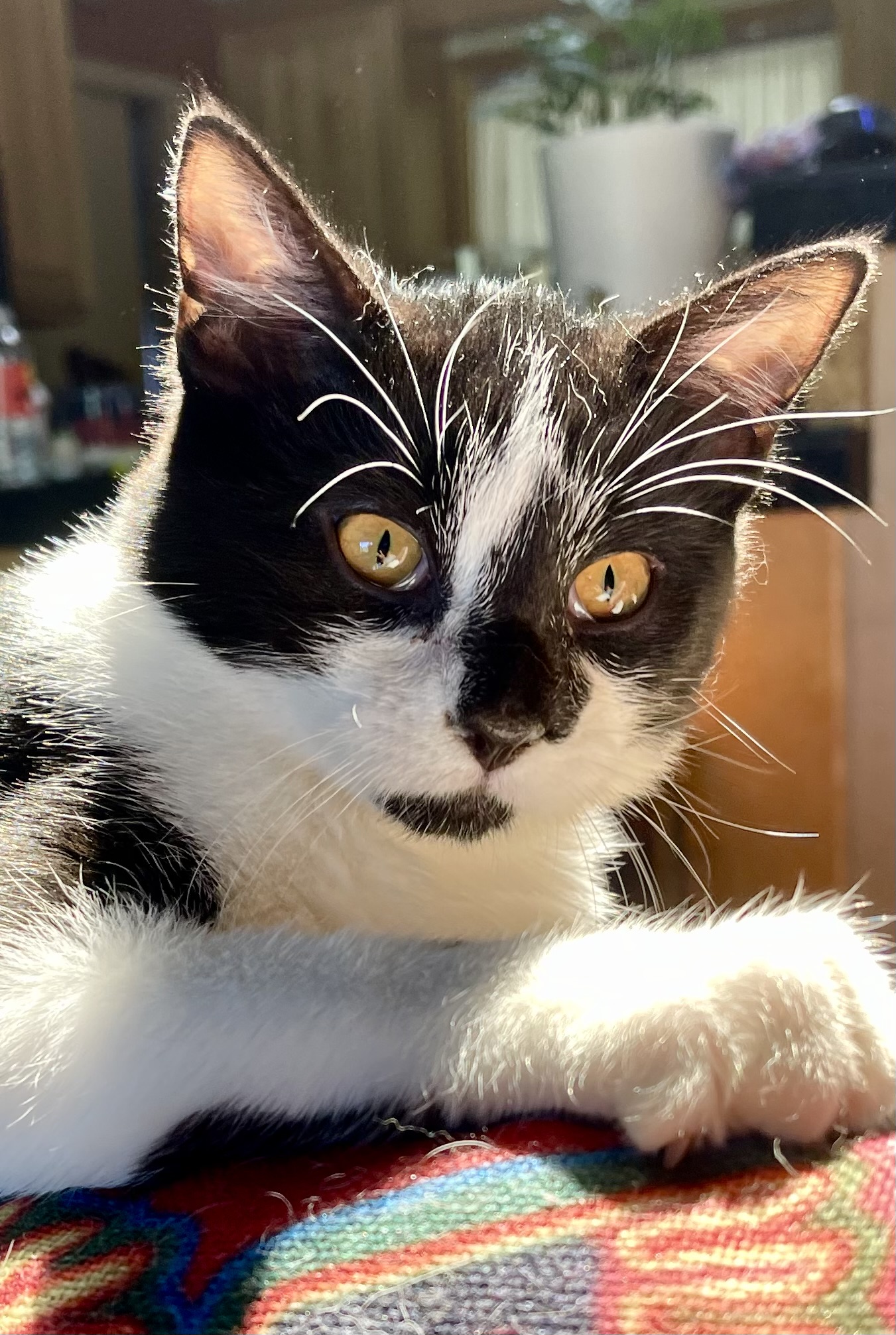 Enlarge Phoenix, a Adopted Tuxedo in Ruidoso, NM image 2/5