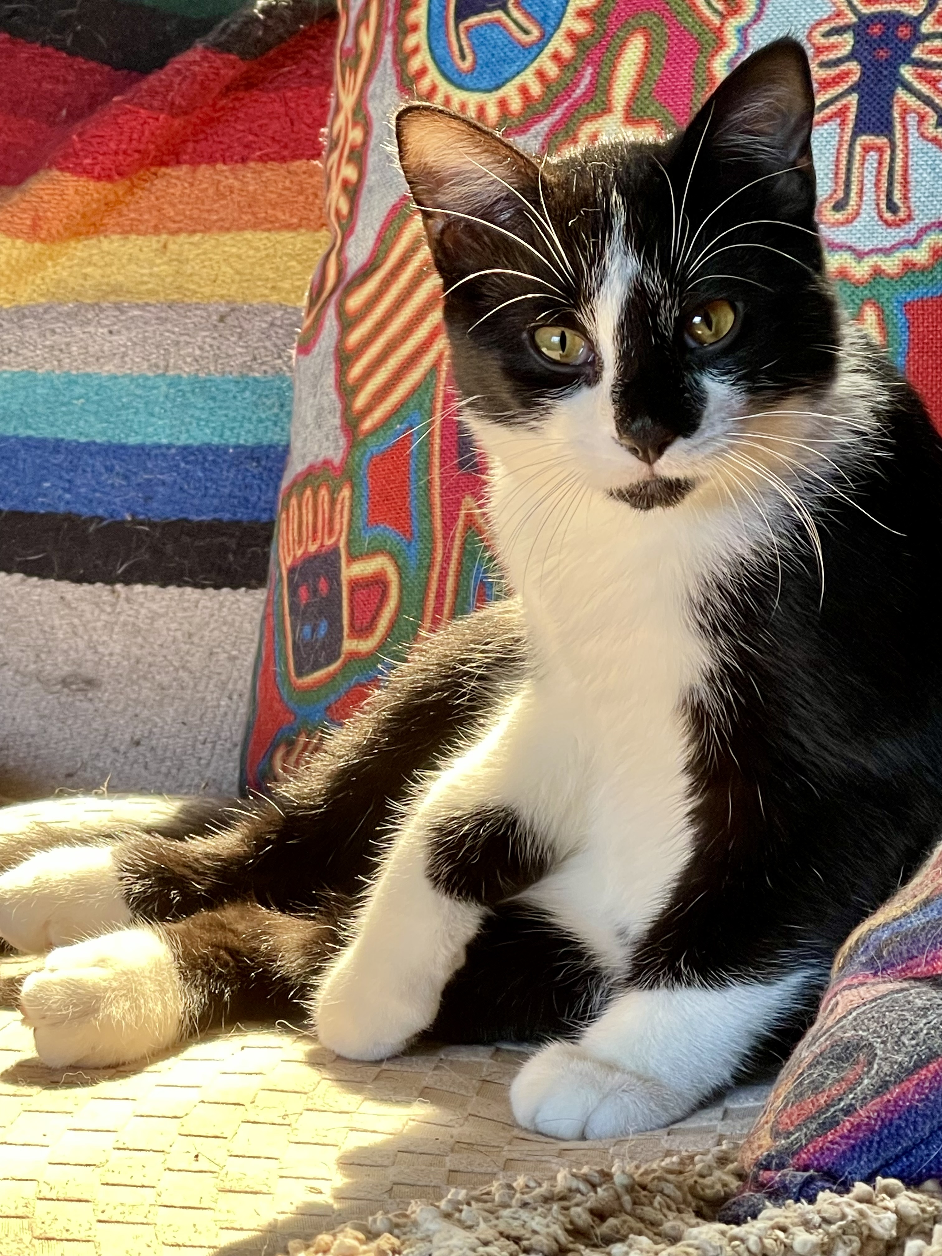 Enlarge Phoenix, a Adopted Tuxedo in Ruidoso, NM image 3/5