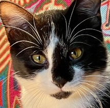 Phoenix, Adopted, Kitten Male Tuxedo.