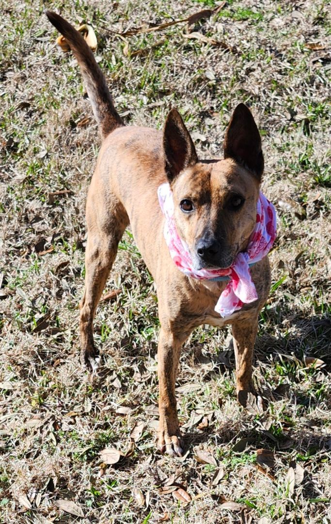JEFFIE, Adopted, Young Male Terrier & Cattle Dog.