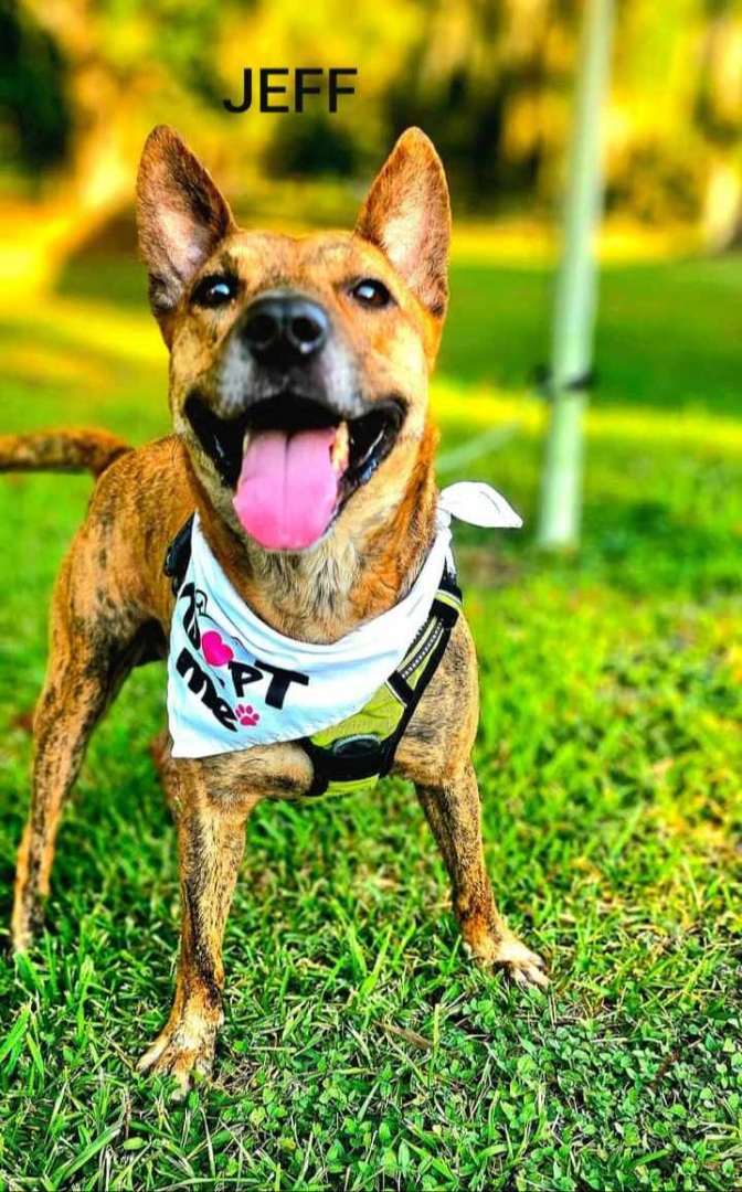 Enlarge JEFFIE, a Adopted mixed breed in Rayne, LA image 2/3